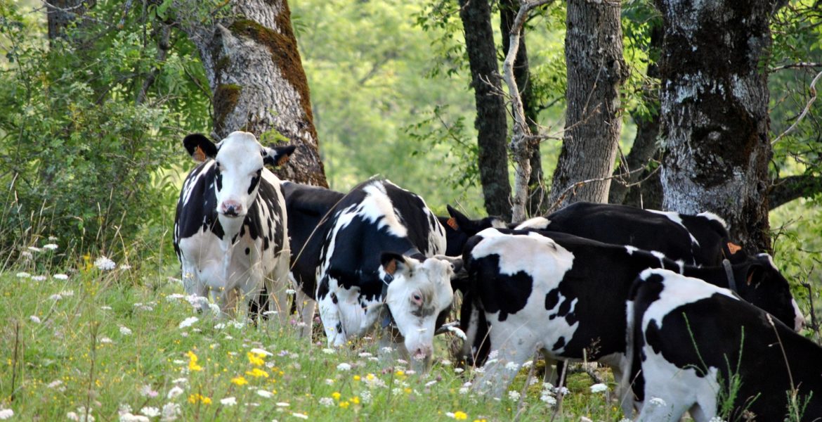 Cow Farmings